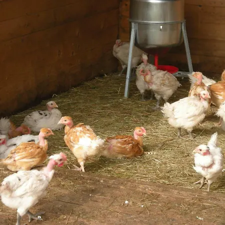 Briassou Grazac (Auvergne)